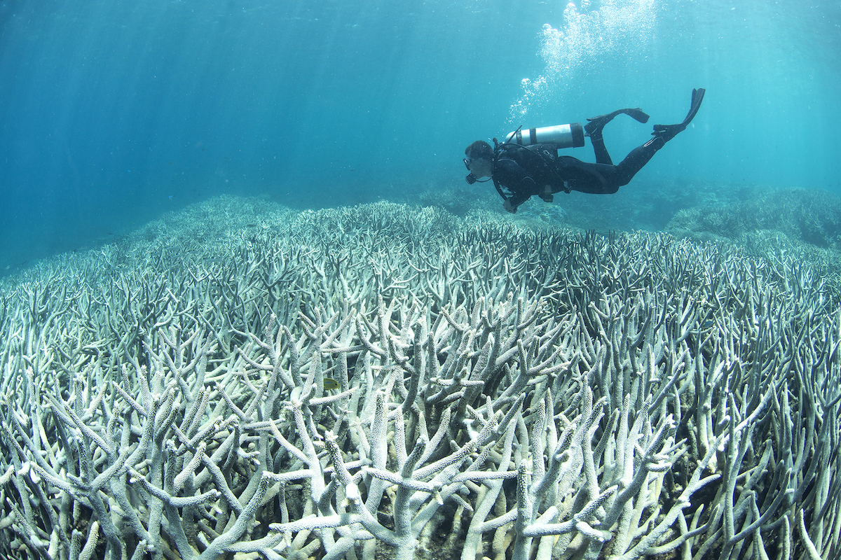 Coral bleaching near Heron Island, Australia in February 2016. Photo: XL Catlin Seaview Survey